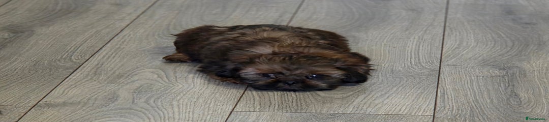 Shih Tzu Puppy 2