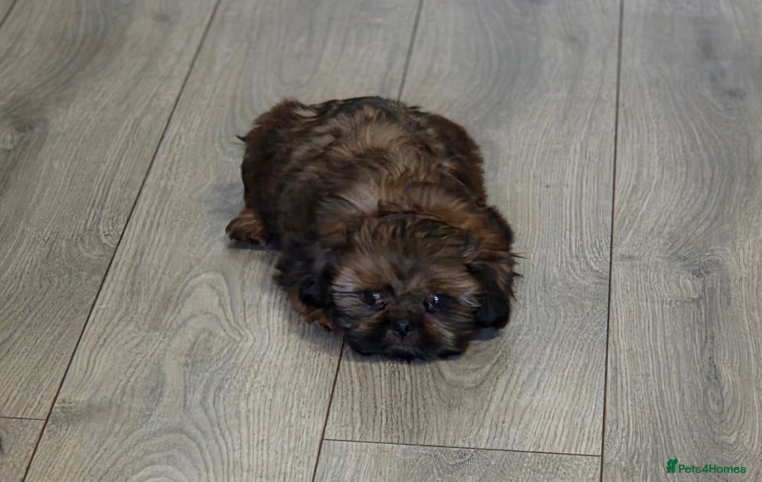 Shih Tzu dogs for sale: Last little boy - Image 2