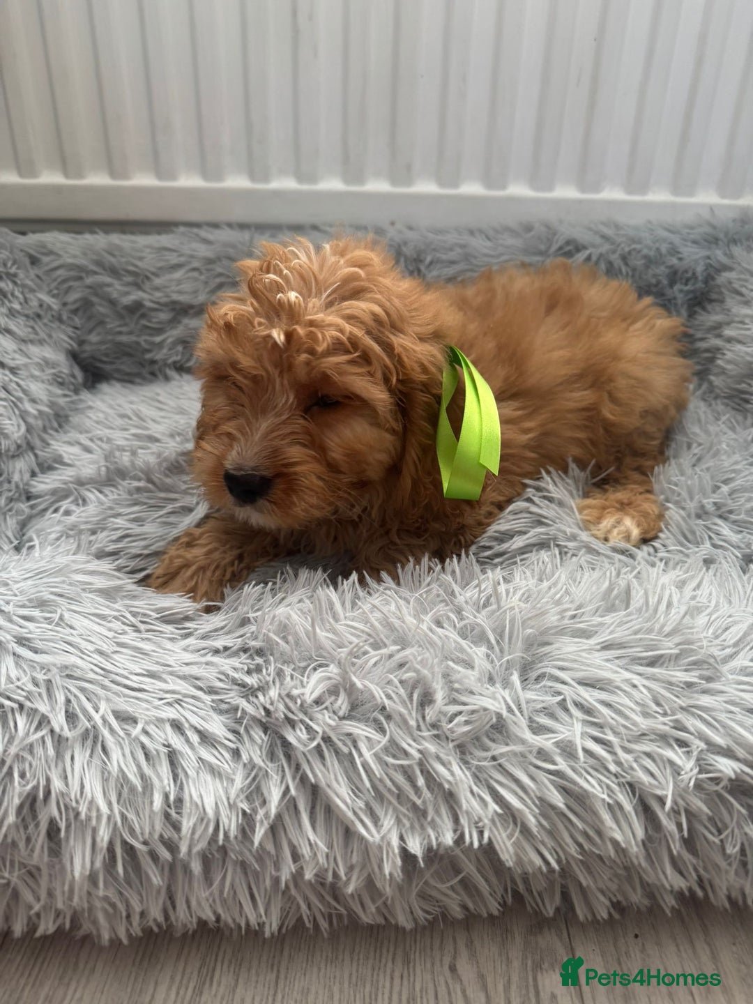 Cockapoo dogs for sale: Cockapoo Puppies - Image 4