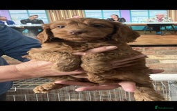 Cockapoo dogs for sale: Cockapoo puppies  - Image 6