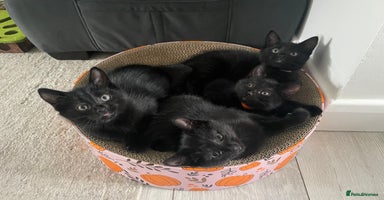 Mixed Breed cats - Advert 6