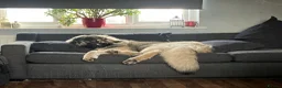 Mixed Breed dogs for sale: Gentle Cubs Fully Vaccinated & Ready For Walks - Advert 4