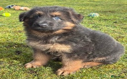 German Shepherd dogs for sale: TOP QUALITY GERMAN SHEPHERD LITTERS - Image 9