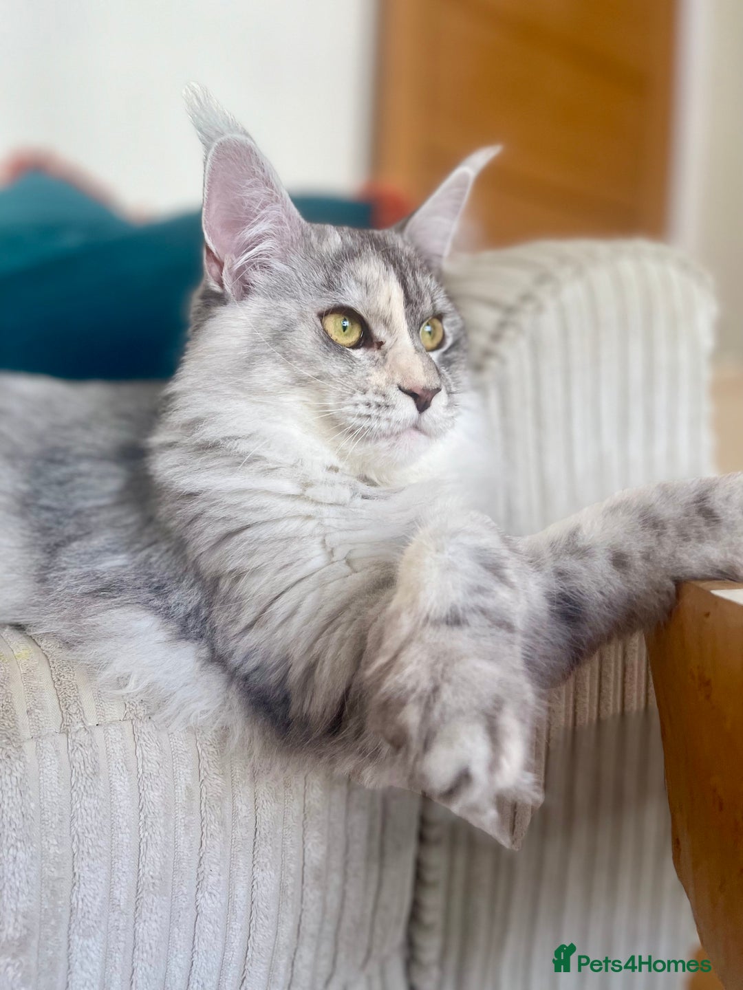 Maine Coon cats for sale: 💛LAST Sweet MaineCoons looking for forever home💛 - Advert 9