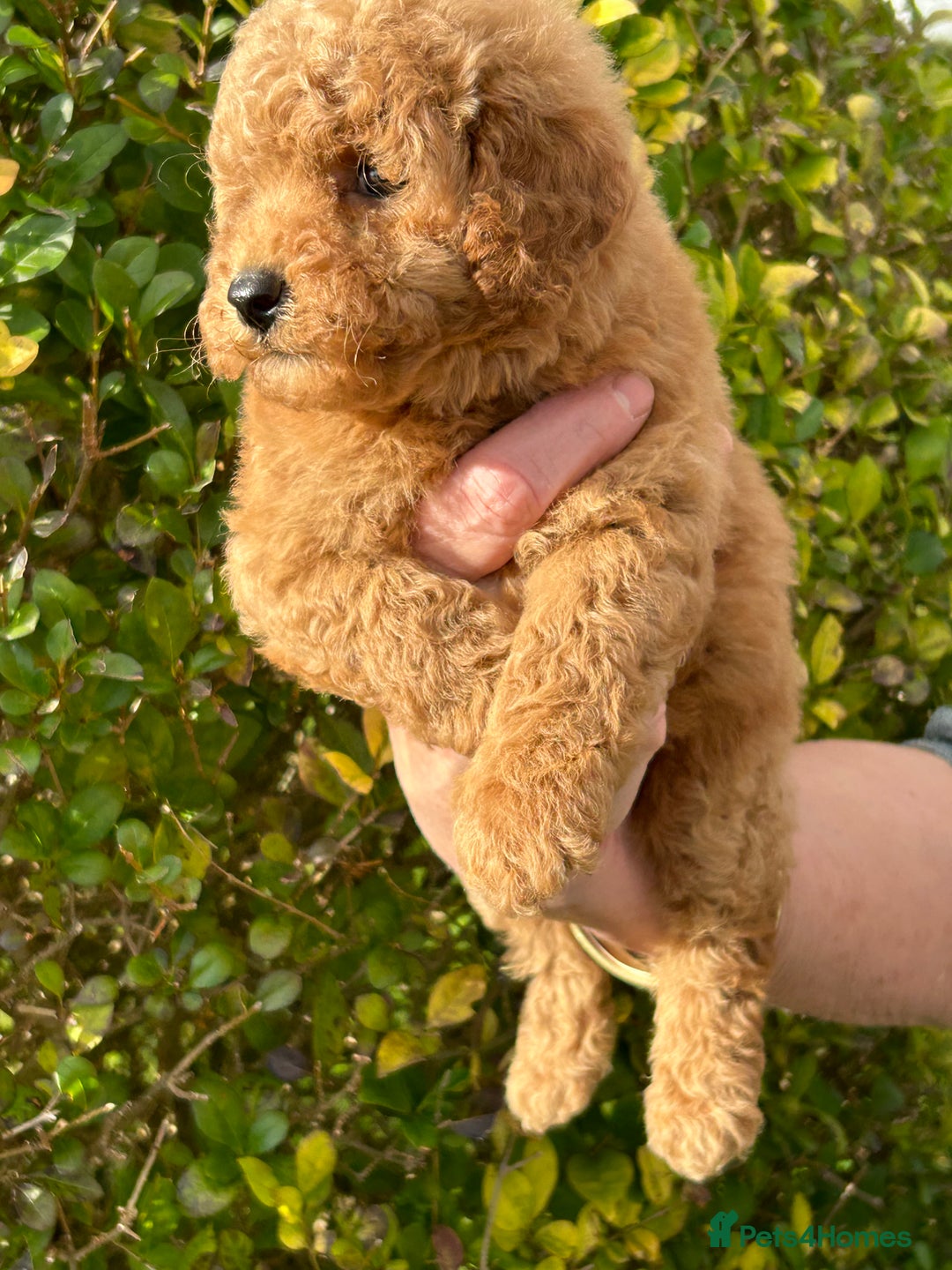 Miniature Poodle dogs for sale: Miniature poodles - Image 4