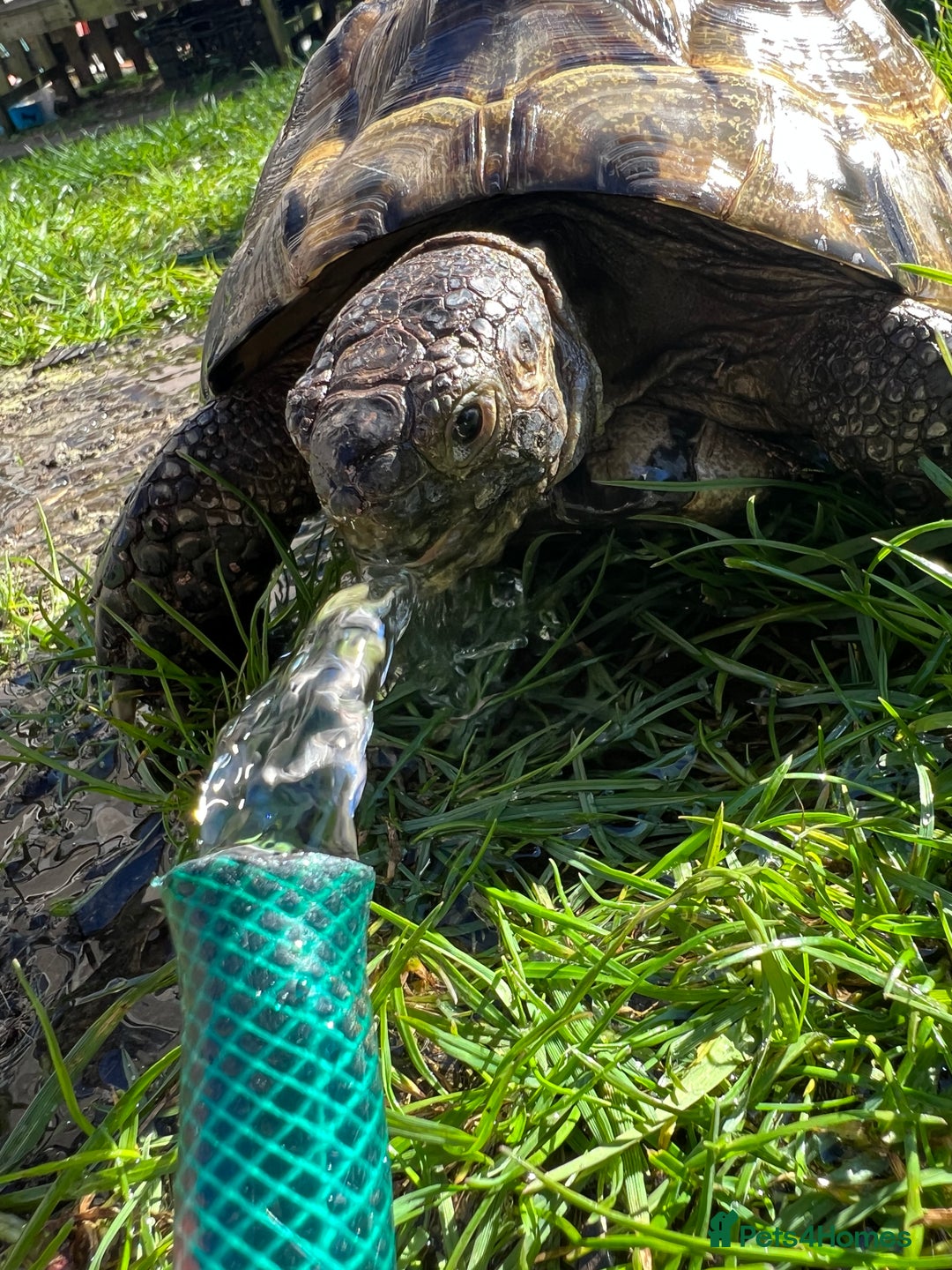 Tortoise reptiles for sale: Male Greek spur thigh tortoise  - Image 2