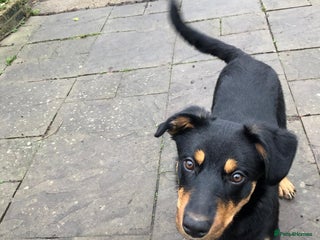 Mixed Breed dogs Rottie cross border collie - Advert 1