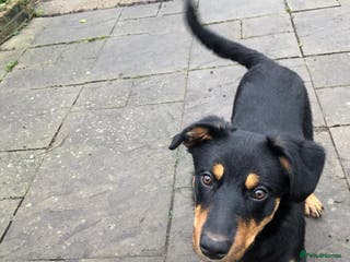 Mixed Breed dogs Rottie cross border collie - Advert 3