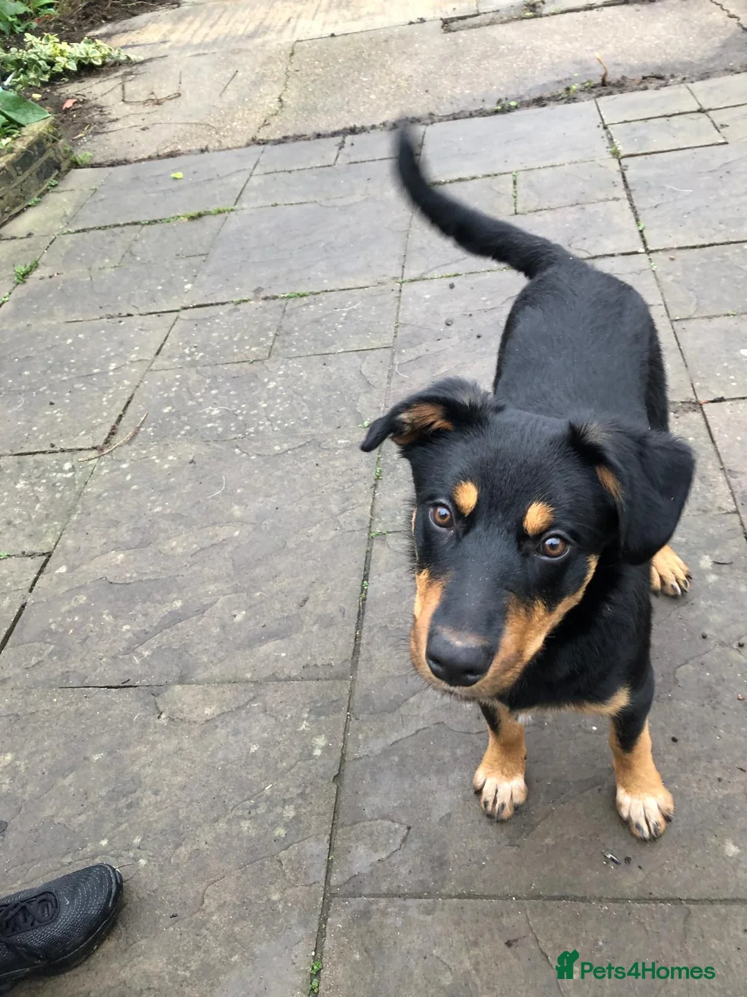 Mixed Breed dogs for sale: Rottie cross border collie - Advert 1