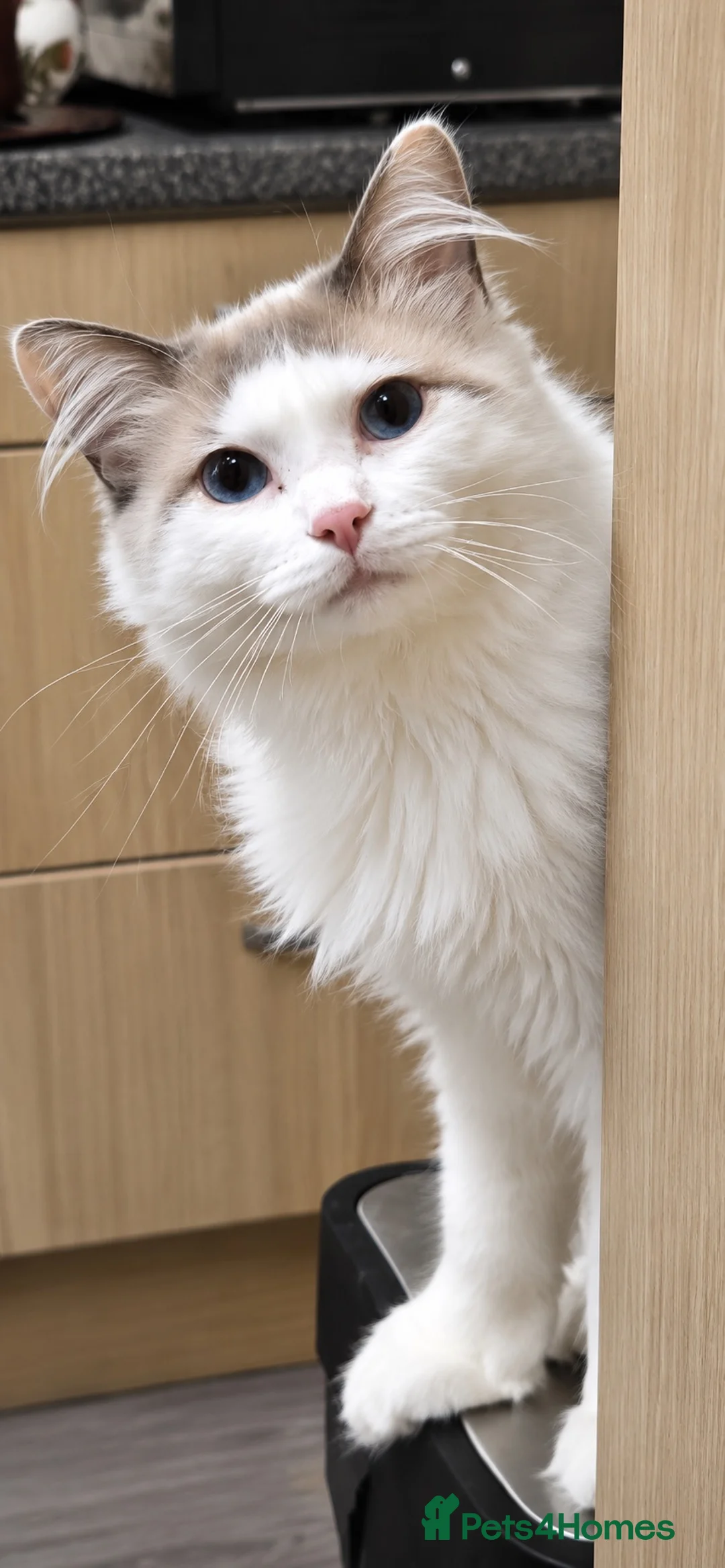 Ragdoll cats for sale: Ragdoll Male  - Advert 2