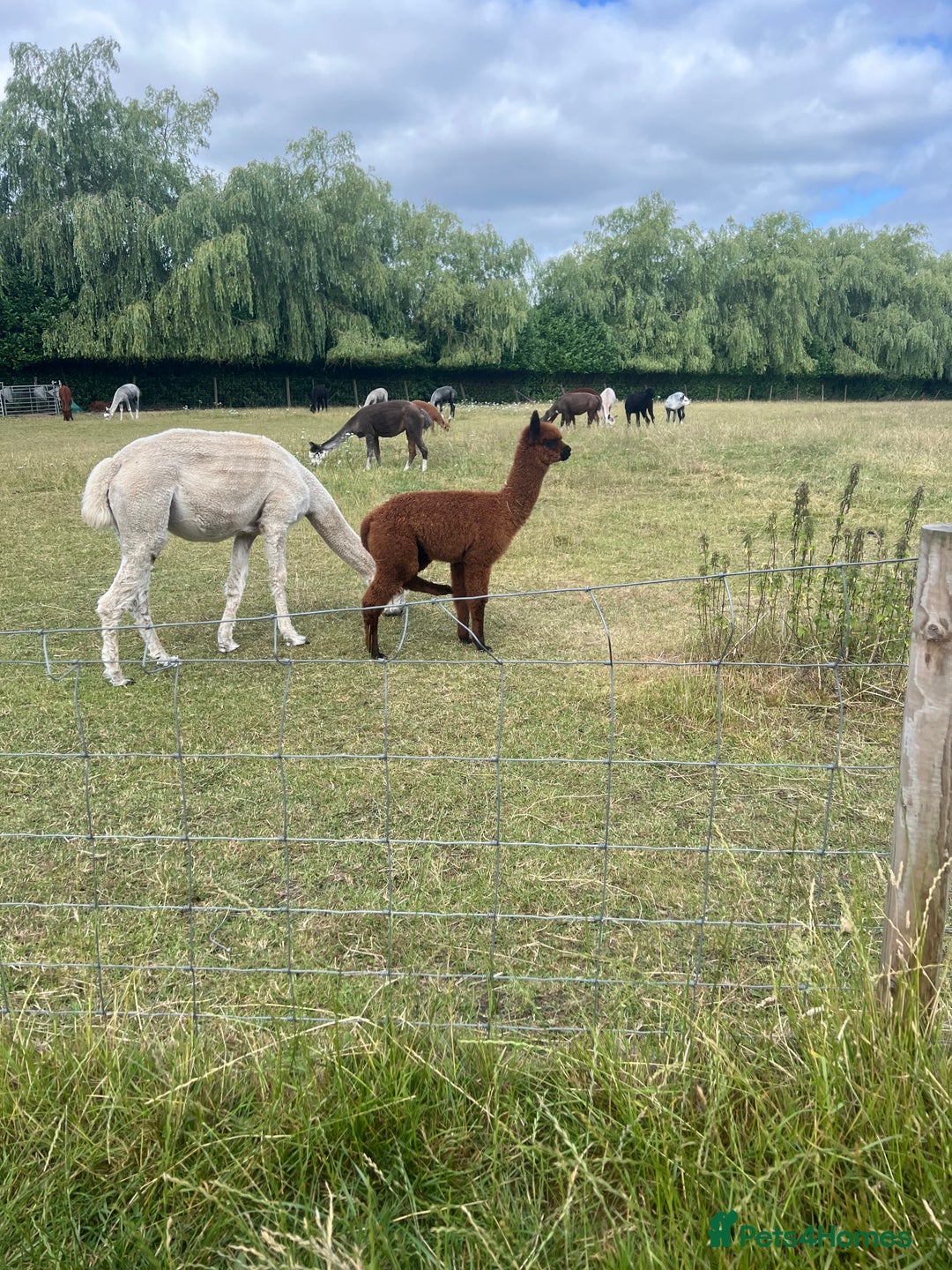 Alpaca livestock for sale: Quality Baby Alpacas For Sale - Advert 2