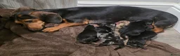 Miniature Dachshund dogs for sale: Miniature dachshund puppies for sale in Ipswich - Advert 2