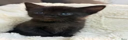 Mixed Breed cats for sale: must go to loving homes - Advert 3
