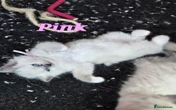 Ragdoll cats for sale: Pure Ragdoll Kittens (Mitted) - Image 2