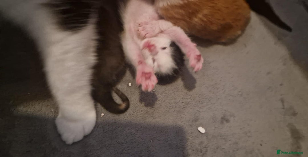 Mixed Breed cats for sale: 5 beautiful kittens, 2 semi long haired.  ❤️ - Image 8