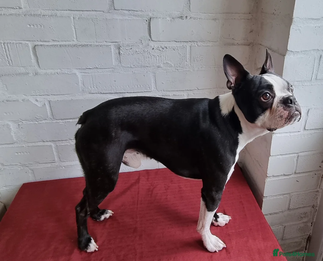 Boston Terrier dogs for stud: Proven KC Reg Boston Terrier for Stud - Advert 8
