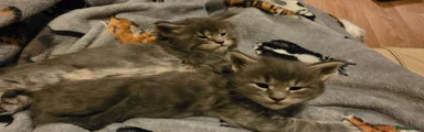 Maine Coon Kitten 3