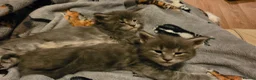 Maine Coon cats for sale: Tica beautiful Maine Coon kittens  - Advert 21