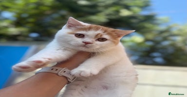 British Shorthair cats - Advert 2