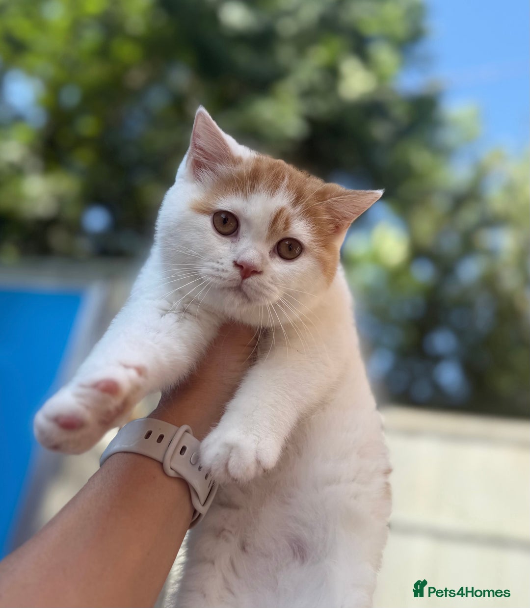 British Shorthair cats for sale: Red & white boys ready now  - Image 2