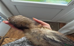 Ferret rodents for sale: Male and female ferrets and cage - Image 7