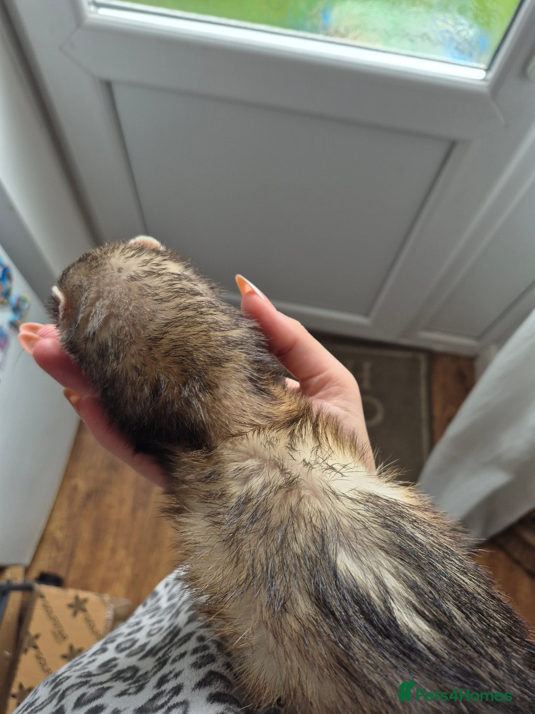 Ferret rodents for sale: Male and female ferrets and cage - Image 7