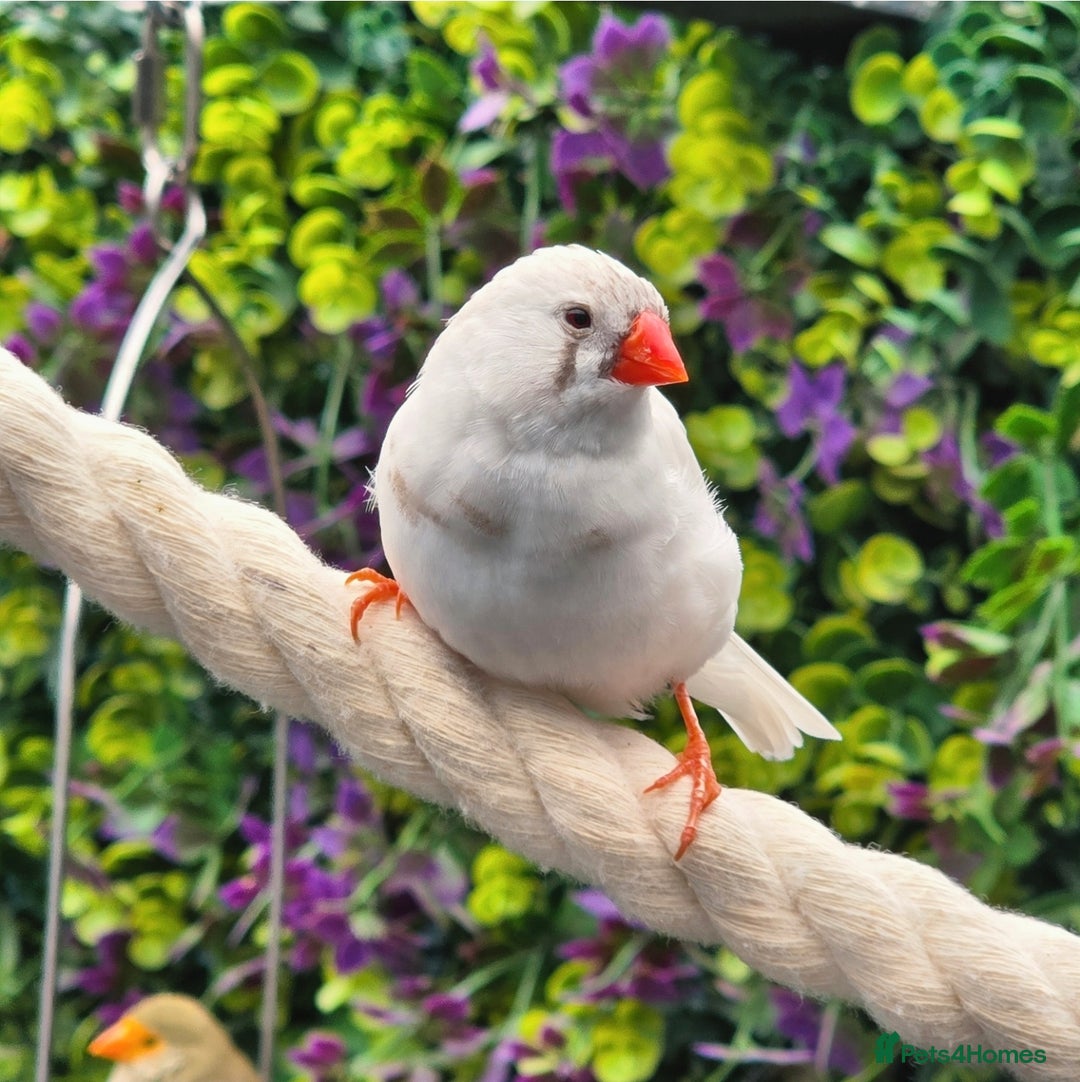 Finches birds for sale: Zebra Finches - Various Colours (20 birds) - Image 6