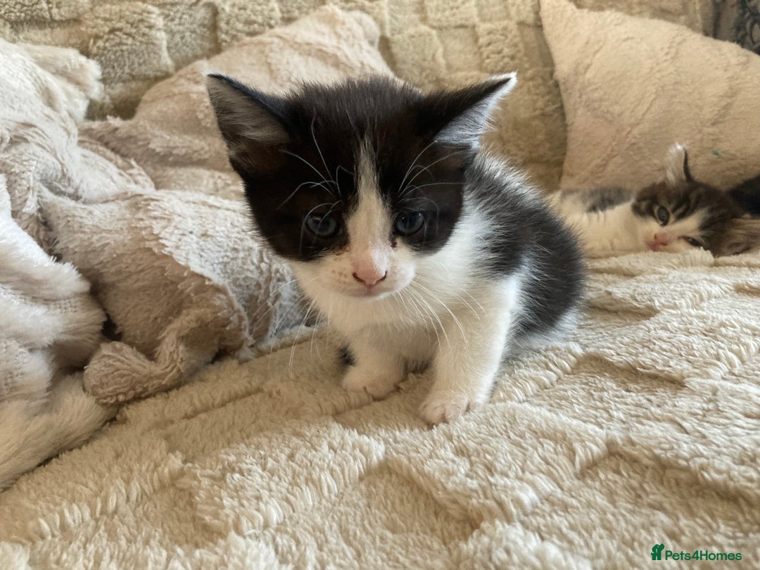 Mixed Breed cats for sale: Sweet Kittens  - Image 9