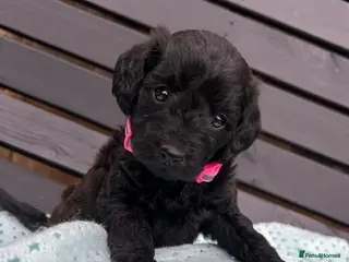 Labradoodle dogs Adorable Miniture F1B Labradoodle puppies - Advert 2