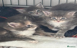 Maine Coon cats for sale: 3 females 1 male Maine Coone kittens - Image 6