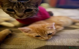 Mixed Breed cats for sale: Lord nelson - Image 7