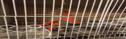 Cockatiels birds for sale: Whiteface cute cocktail  in London - Advert 7