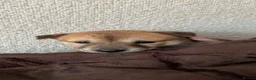 Mixed Breed dogs for sale: 3 rescue puppies available  - Advert 3