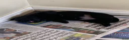 Labrador Retriever dogs for sale: KC reg Working Labrador puppies  - Advert 2