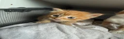 Domestic Shorthair cats for sale: Stunning Domestic Shorthair Kittens - Advert 13