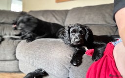 Mixed Breed dogs for sale: Spangold retrievers in Stourport-on-Severn - Image 23