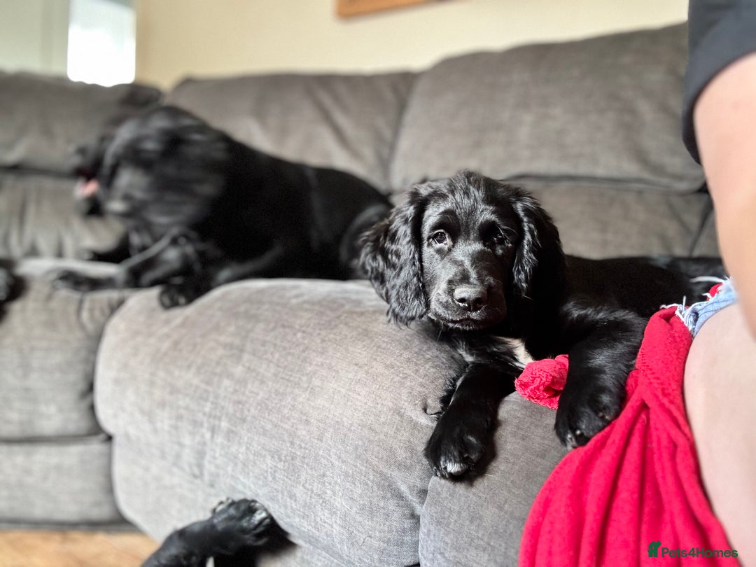 Mixed Breed dogs for sale: Spangold retrievers in Stourport-on-Severn - Image 23