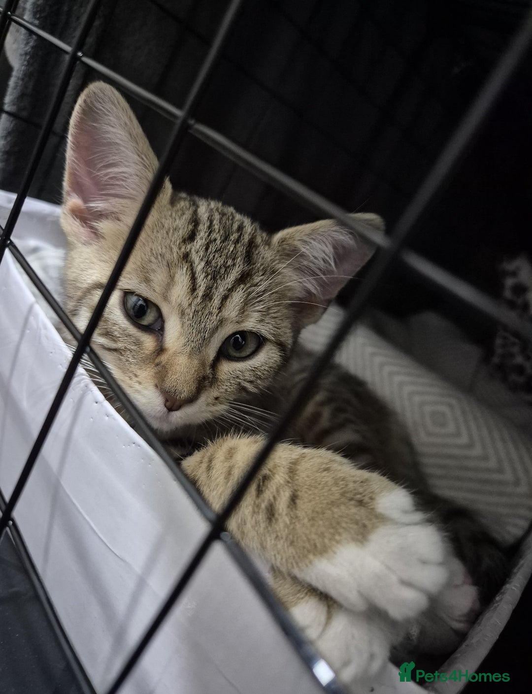 Mixed Breed cats for sale: Two adorable British Shorthair X Bengal Kittens - Advert 9