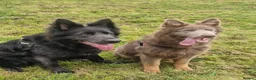 German Shepherd dogs for sale: Isabella german shepherd puppies  - Advert 15