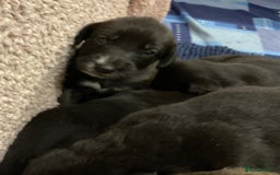 Mixed Breed dogs for sale: WOLFADOODLE F1B REVERSE. IRISH WOLFHOUND X  - Advert 5