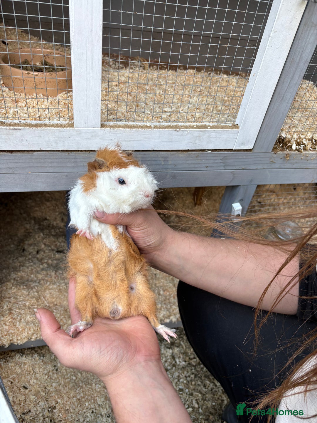 Guinea Pig rodents for sale: Male Guinea pigs for a good home  - Image 5