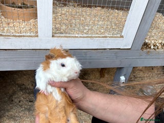 Guinea Pig rodents - Advert 3