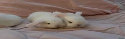 Dwarf Lop rabbits for sale: Dwarf mini lop 2 left  - Advert 3