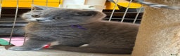 British Shorthair cats for sale: Blue BSH kittens - Advert 4