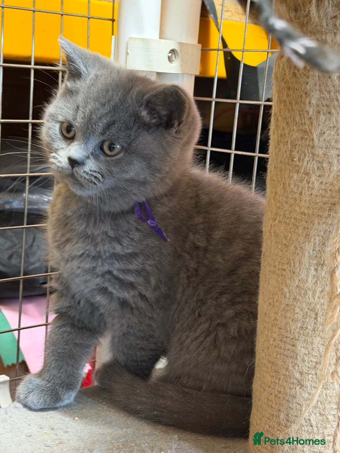 British Shorthair cats for sale: Blue BSH kittens - Advert 4