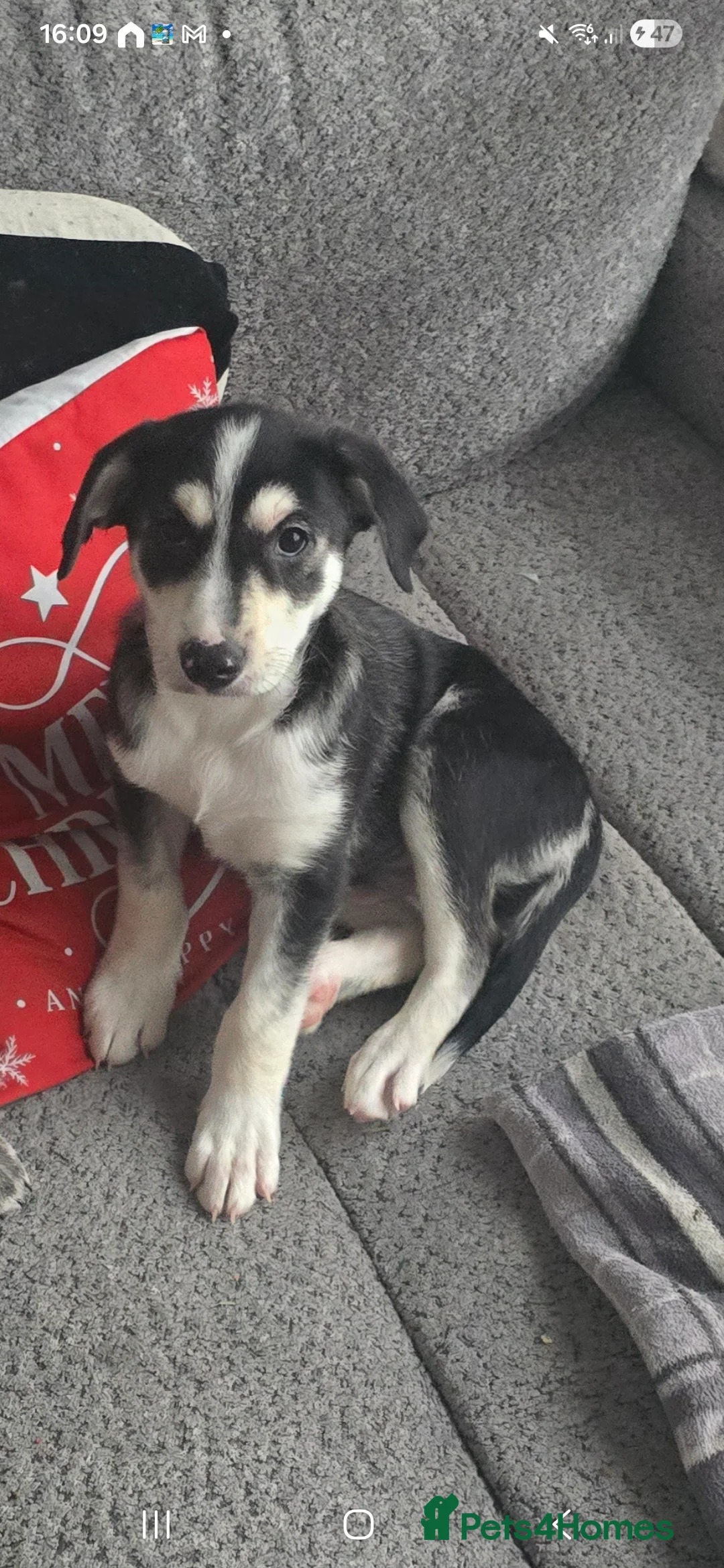 Mixed Breed dogs for sale:  Last puppy looking for his forever home ;)   - Advert 28