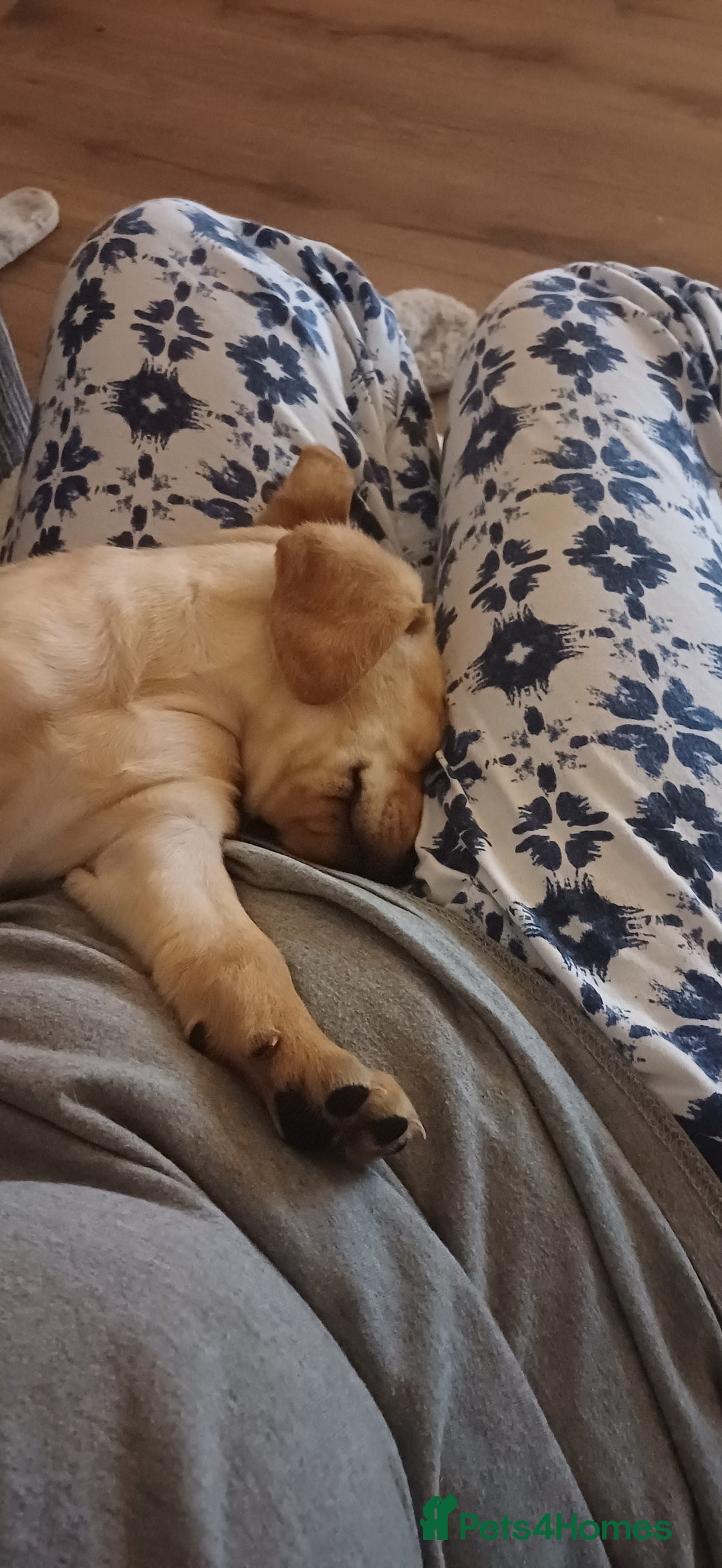 Labrador Retriever dogs for sale: 3 Puppies Available 🐶🐶🐶  - Image 5