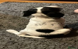 English Springer Spaniel dogs for sale:  Bw Springer spaniel puppies  - Advert 12