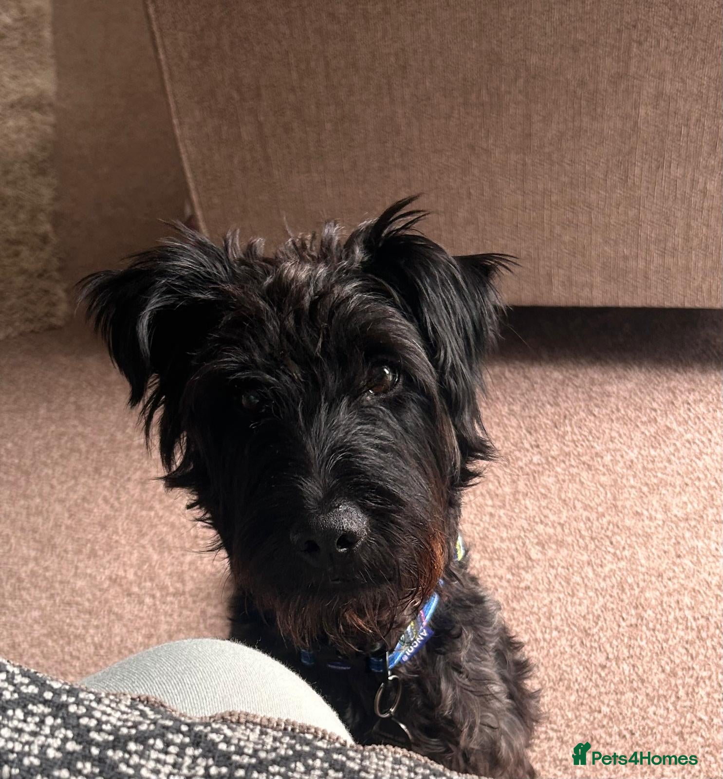 Mixed Breed dogs LOVELY ALFIE SEEKS THE QUIET LIFE - Advert 9