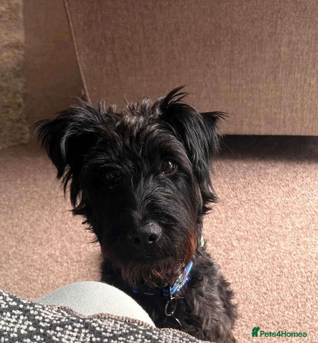 Mixed Breed dogs for adoption: LOVELY ALFIE SEEKS THE QUIET LIFE - Advert 1